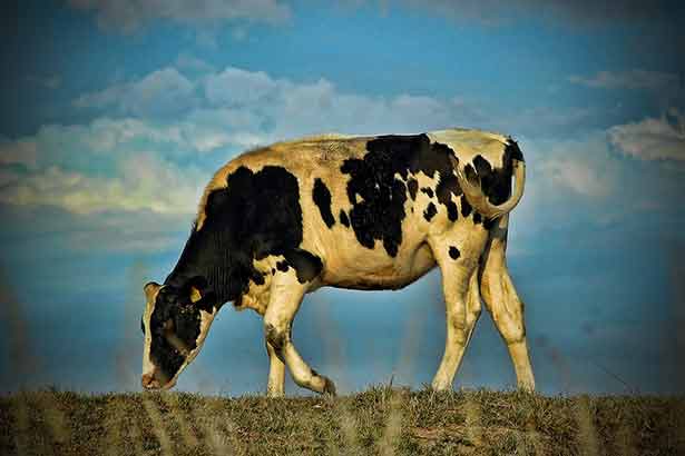 Las vacas de la ganadería 'orgánica' reciben todo el aporte mineral del suelo del que se alimentan | Meneer Zjeroen