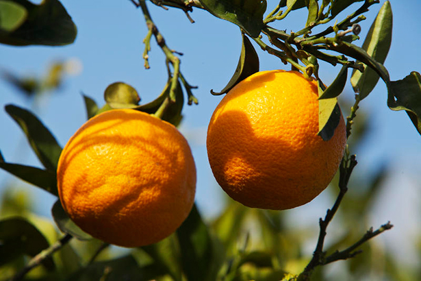 Las naranjas del CSIC tienen más β‐caroteno en la pulpa, mayor capacidad antioxidante y crecen en plantas con un periodo de floración de apenas 4 meses | Imagen: CSIC