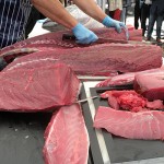 Clemente y cuatro cocineros locales se encargaron de despiezar el atún, de cien kilos | Foto: J.L.C.