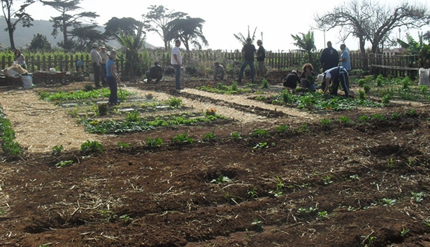 Imagen de una de las actividades llevadas a cabo en el programa Tegueste Agrícola