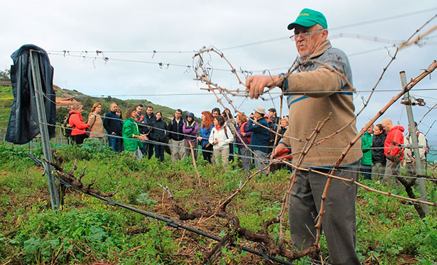 Imagen de varios participantes en la ruta del vino de Tegueste