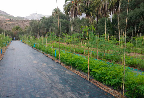 Plantaciones de moringa de Vecilla en Gran Canaria | SINC