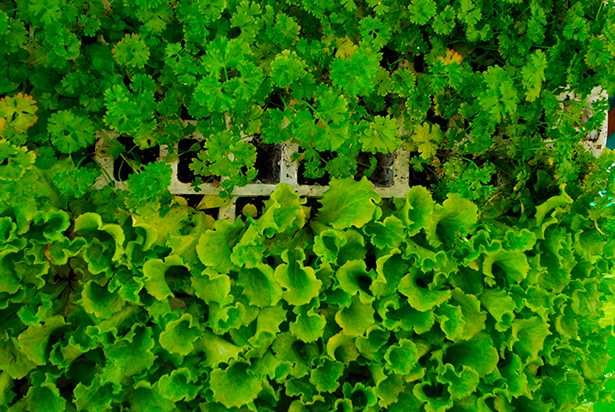 Plantas de lechuga ecológica | Foto: nataliagoncal