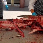 Así quedó el atún de 56 kilos tras al ronqueo | Foto: Marita Villaba