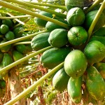 Las papayas adquieren un peso ideal para su uso gastronómico | Foto: Sergio Méndez