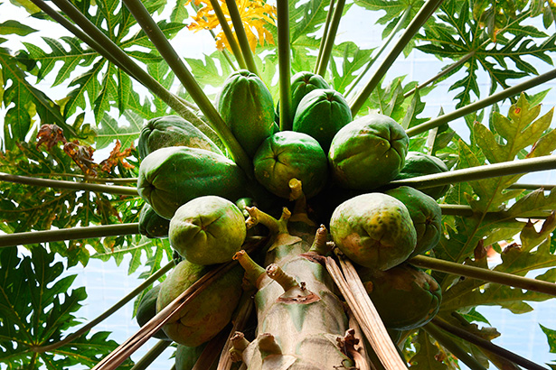 Papayas de la variedad Sweet Mary | Foto: Sergio Méndez