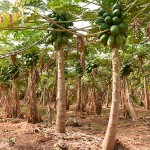 Vista de los cultivos con los papayeros en plena producción | Foto: Sergio Méndez
