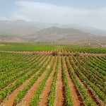 Vista general de los viñedos situados en Vilaflor | Foto: J.L.C.