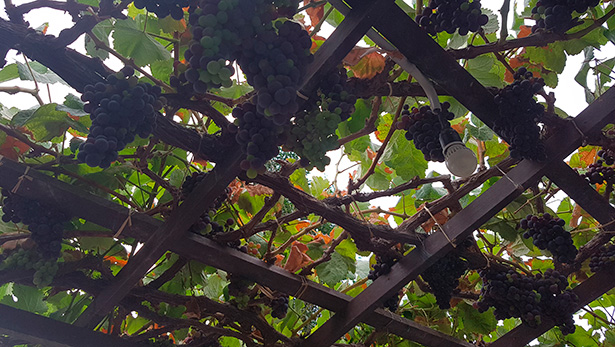 Las uvas son de menor tamaño por la sequía | Foto: J.L.C.