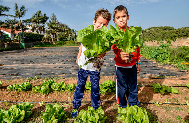 Dos niño recolectan hortalizas en la granja del Cabildo
