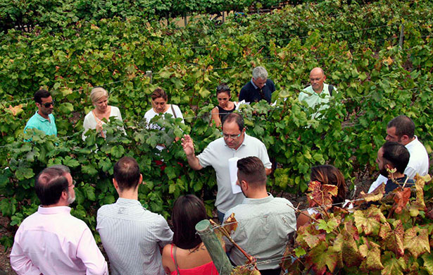 Cata de uvas en Bodegas Viñatigo