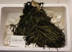 Codium, una de las algas comestibles | Foto: J.L.C.