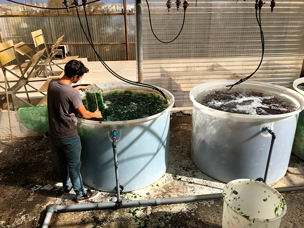 Trabajos en los tanques de macroalgas | Foto: Banco Español de Algas