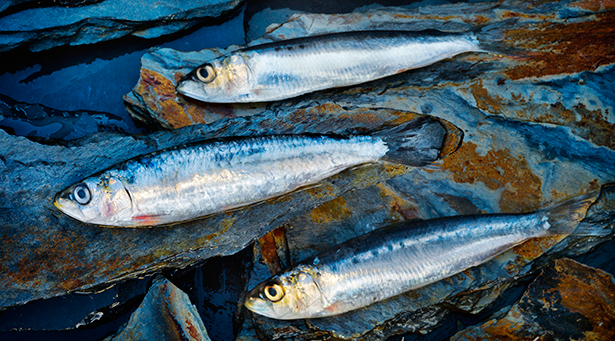 Una 'parrocha' es una "sardina joven" | Foto: alimentacion.es