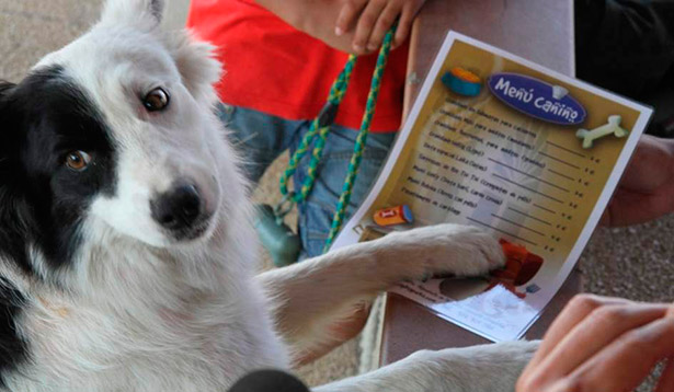 Los perros ya pueden disfrutar de un menú canino | Foto: perrosbuenos.com