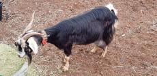 Ejemplar de cabra en la Feria del Queso de Pinolere | Foto: J.L.C.