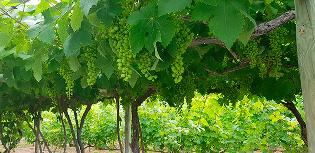 Alberca considera que el futuro del vino se asienta en mostrar las variedades autóctonas, ser sostenibles y respetuosos con el medio ambiente | Foto: J. L. Conde