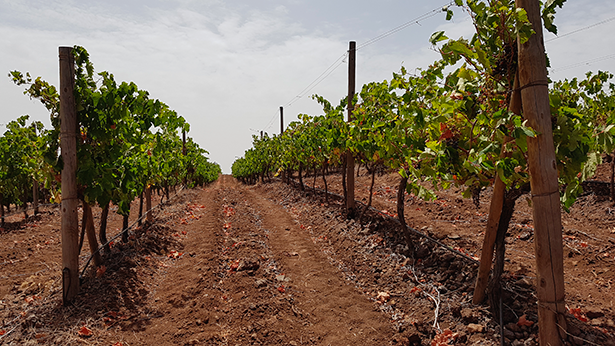 Vista de los viñedos de Altos de Trevejos, en Vilaflor | Foto: J.L.C.