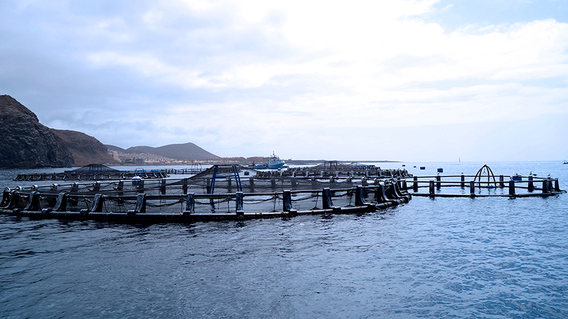Instalaciones de acuicultura en la bahía de Los Cristianos