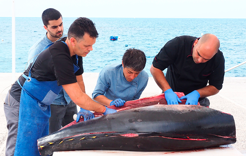 Ronqueo de un atún en la costa de Alcalá | Foto: José L. Conde