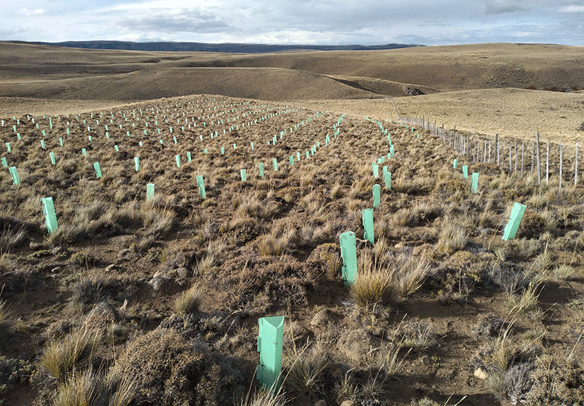 Reforestación en Patagonia de Familia Torres