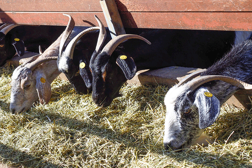 En Gran Canaria, hay censadas 40.000 cabezas de reproductoras hembras adultas de ganado caprino | Foto: Sergio Méndez