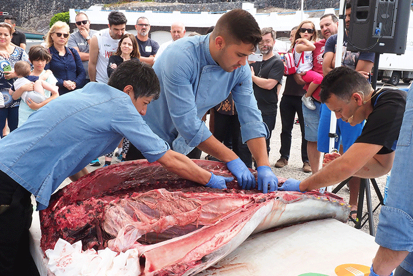 Ronqueo de un atún en Alcalá | Foto: Sergio Méndez