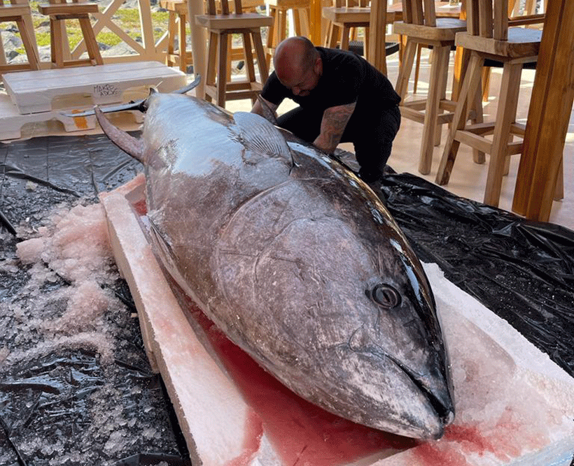 El atún de 300 kilos que prepararán en Casa Playa