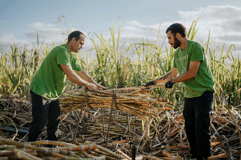Recogida de la caña de azúcar procedente de las fincas próximas a Destilerías Aldea propiedad de pequeños agricultores de la zona