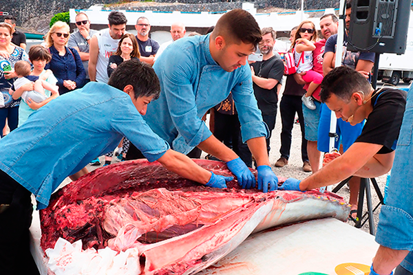 Imagen de archivo del ronqueo de un atún, de 176 kilos, capturado en aguas canarias | Foto: Sergio Méndez